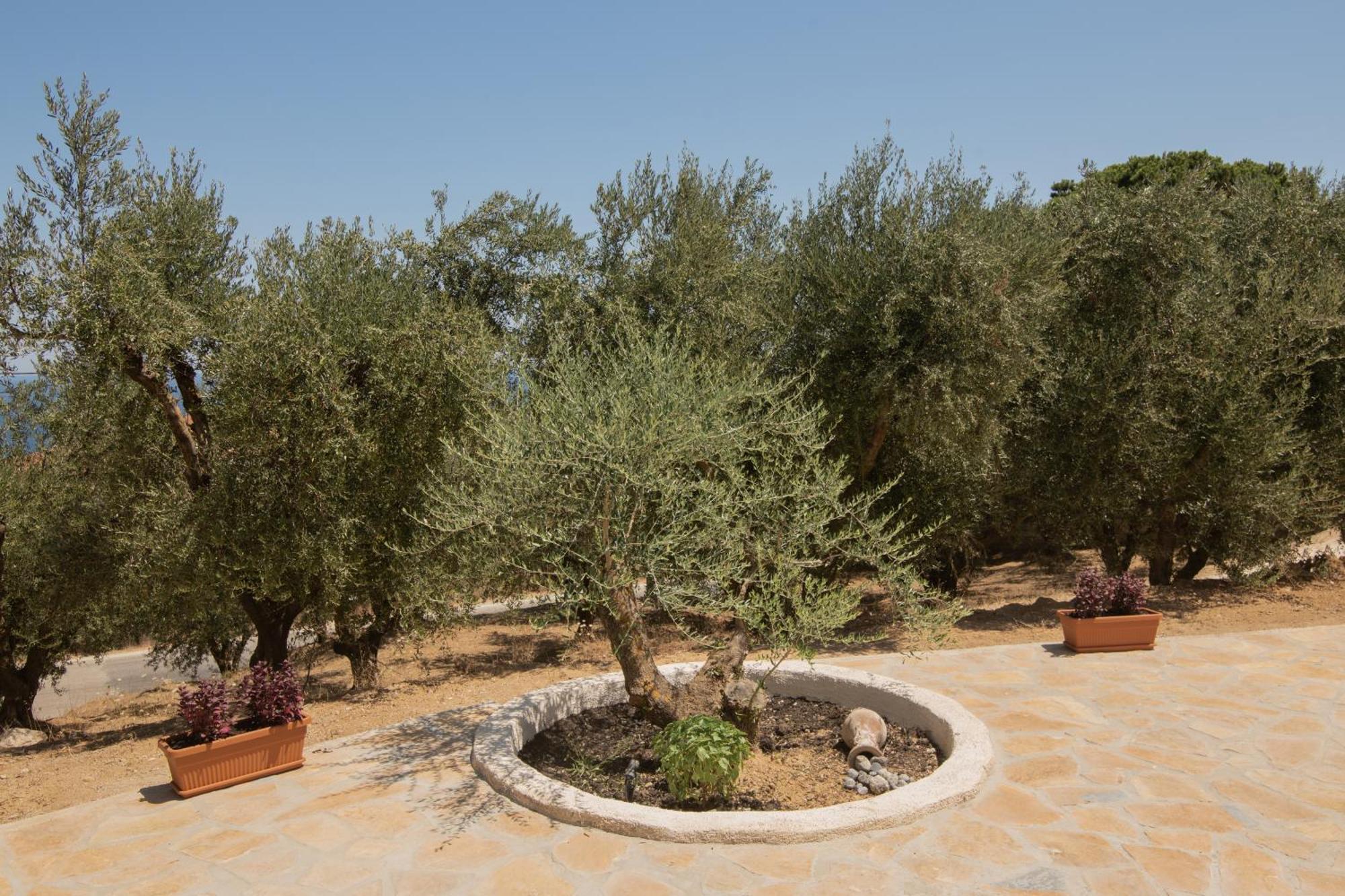 Cossoro Villas Zakynthos Xirokástellon 客房 照片